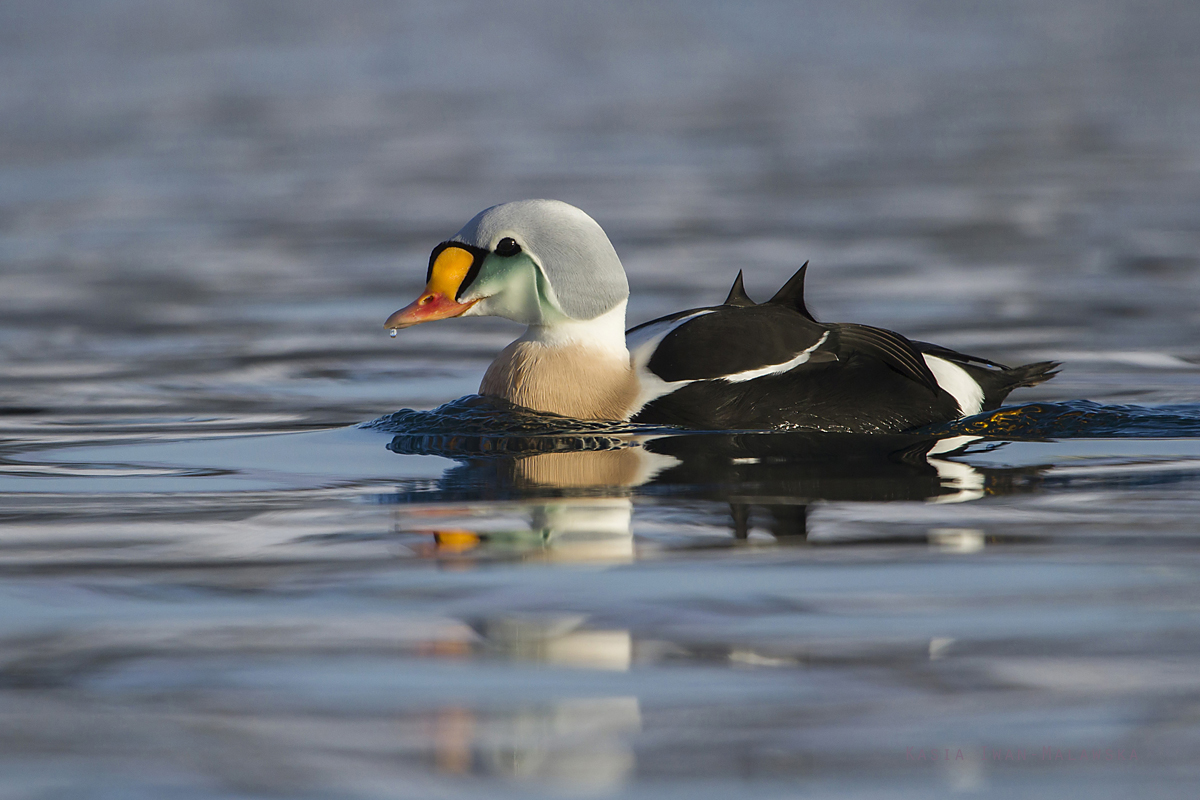 King, Eider, Somateria, spectabilis, Varanger, winter