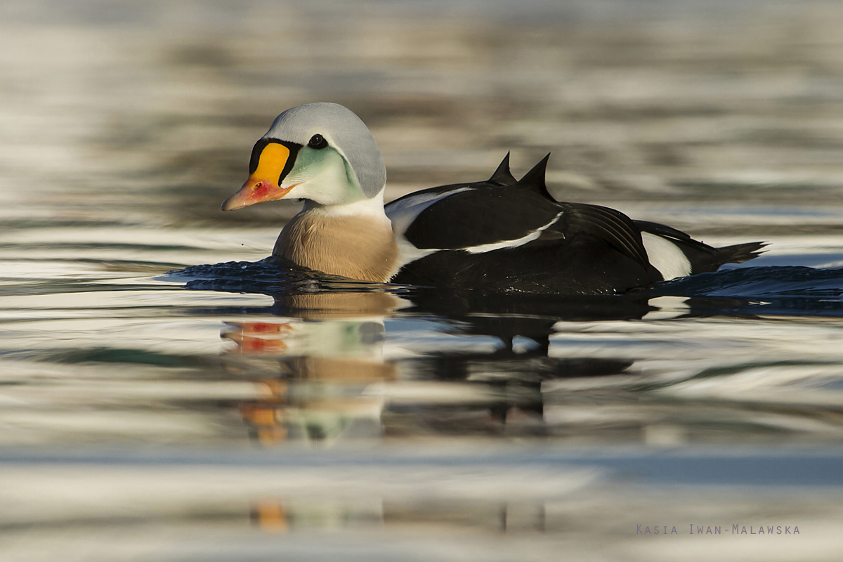 King, Eider, Somateria, spectabilis, Varanger, winter