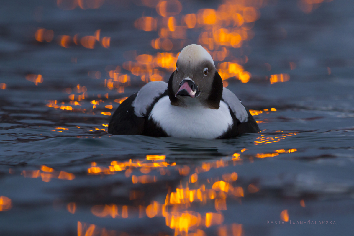 Long-tailed, Duck, Clangula, hyemalis, Varanger, winter