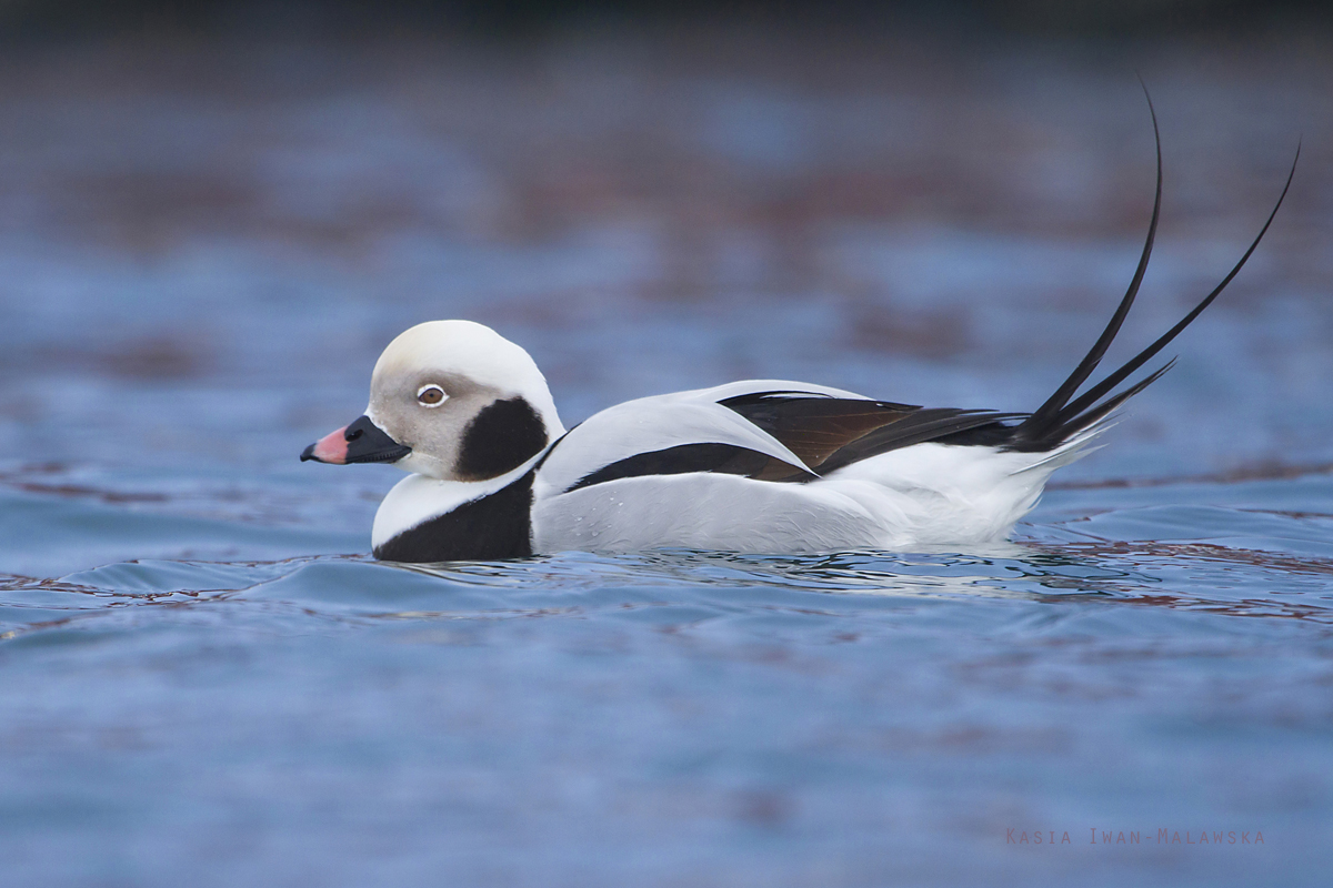 Long-tailed, Duck, Clangula, hyemalis, Varanger, winter