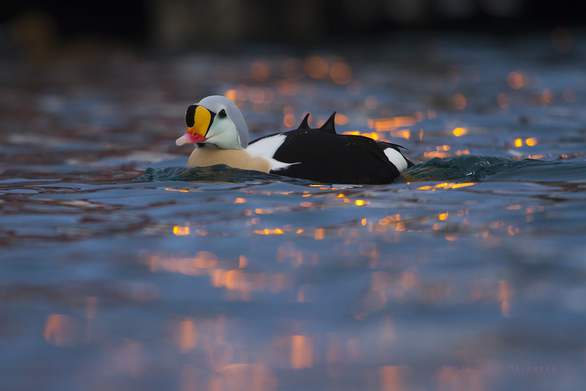 King, Eider, Somateria, spectabilis, Varanger, winter