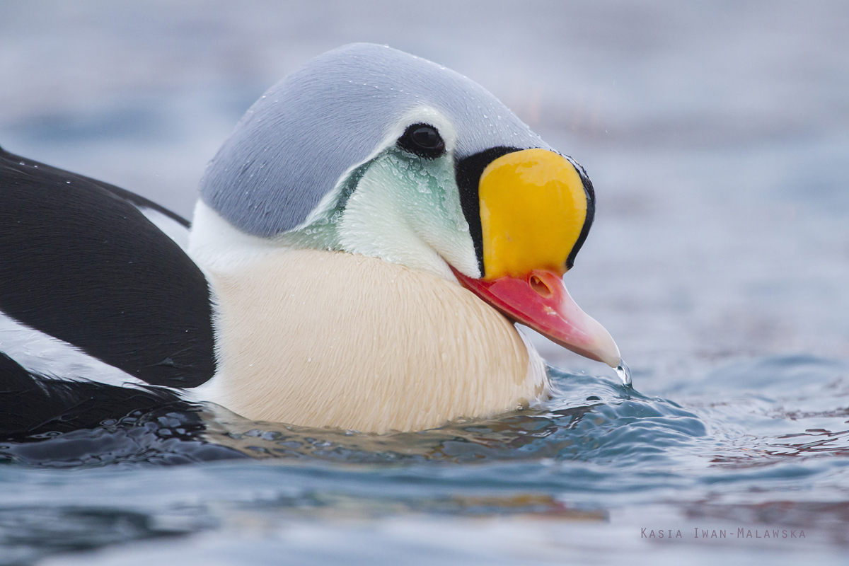 King, Eider, Somateria, spectabilis, Varanger, winter