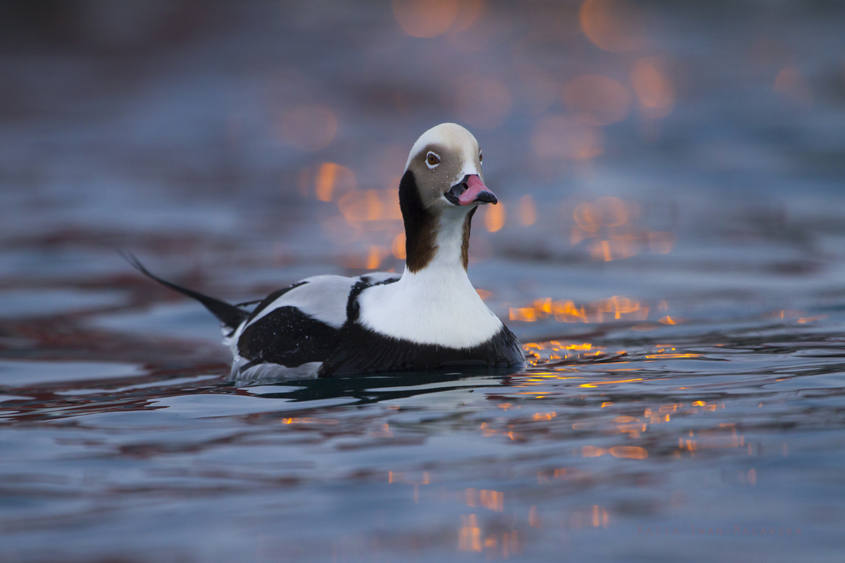 Long-tailed, Duck, Clangula, hyemalis, Varanger, winter