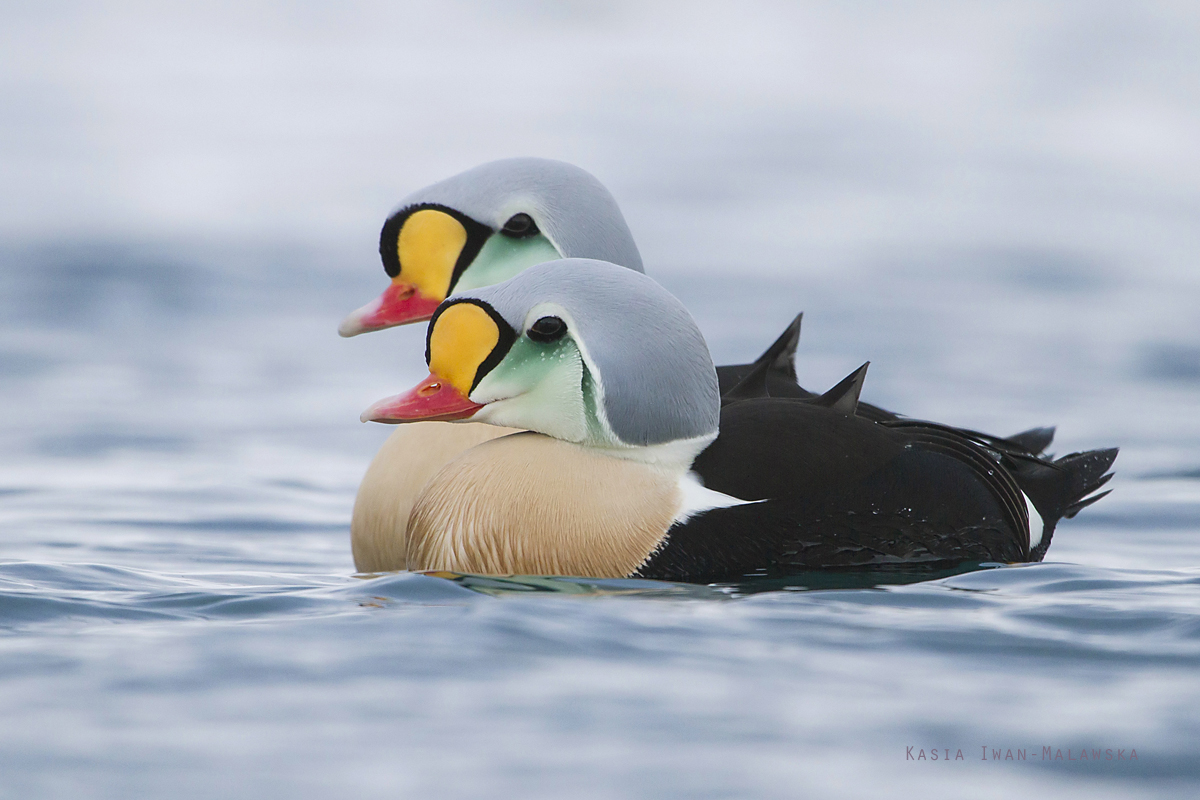 King, Eider, Somateria, spectabilis, Varanger, winter