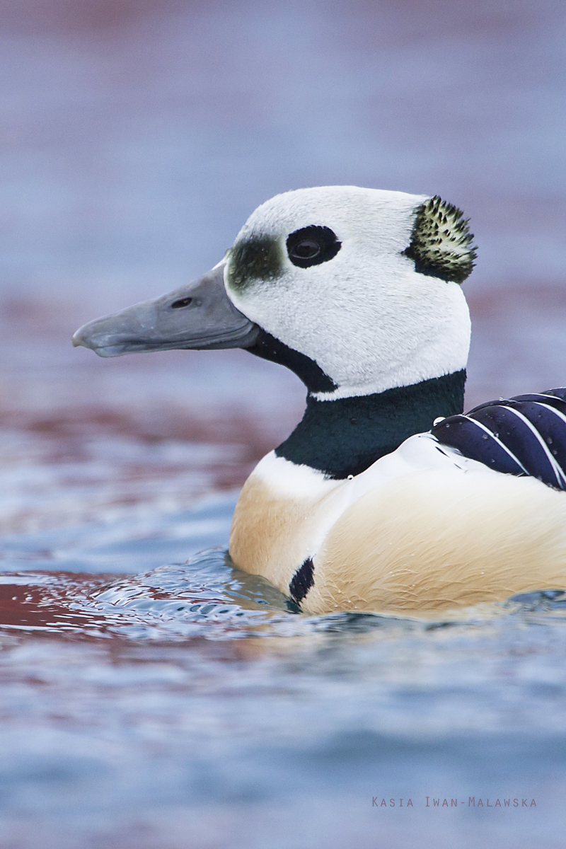 Steller's, Eider, Polysticta, stelleri, Varanger, winter