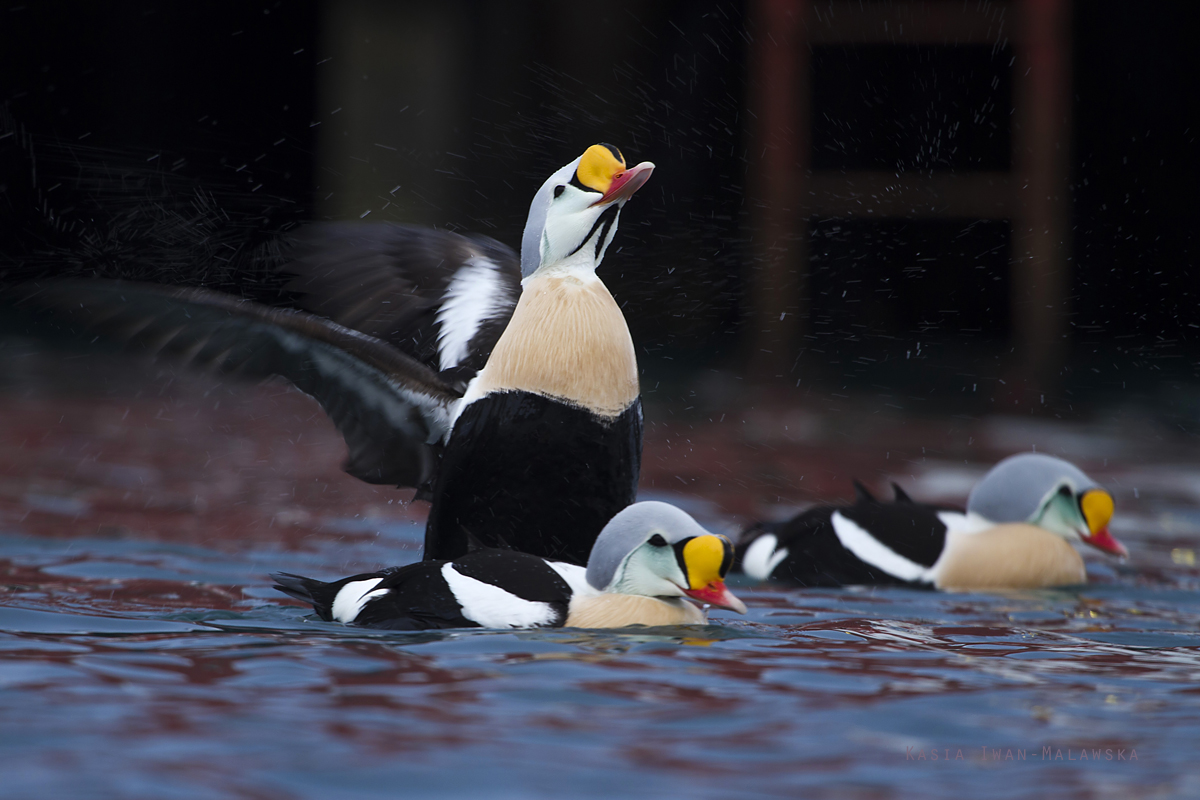 King, Eider, Somateria, spectabilis, Varanger, winter