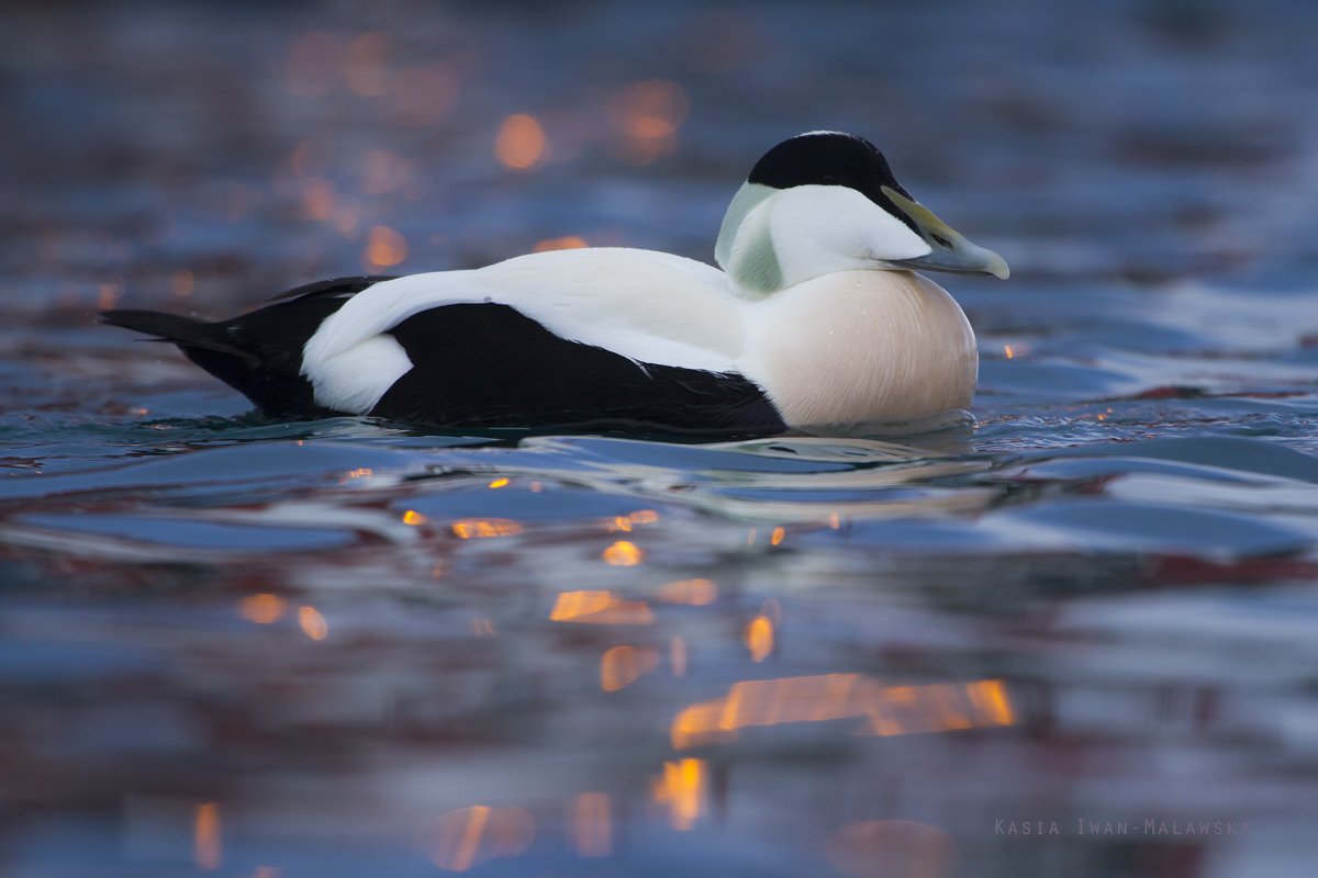 Common, Eider, Somateria, mollissima, Varanger, winter