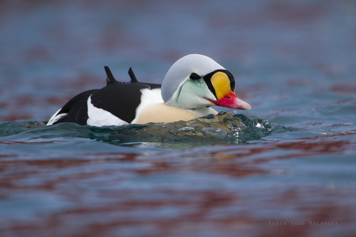 King, Eider, Somateria, spectabilis, Varanger, winter