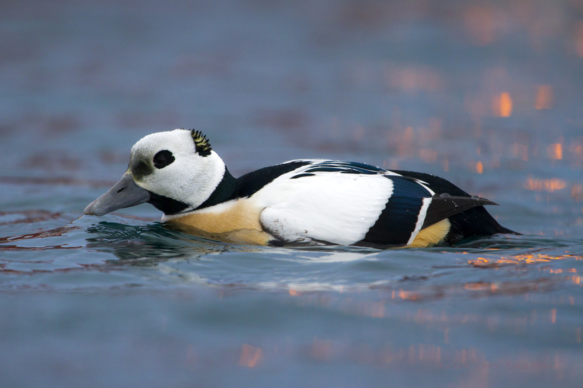 Birginiak, Polysticta, stelleri, Varanger, zima, ptaki