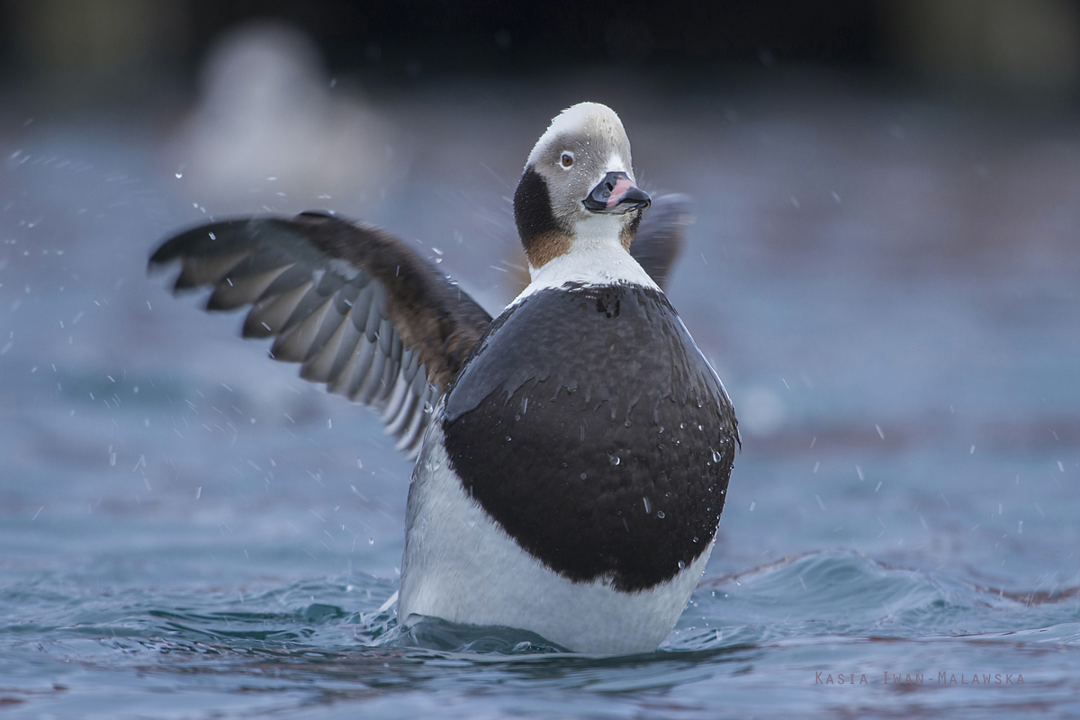 Long-tailed, Duck, Clangula, hyemalis, Varanger, winter