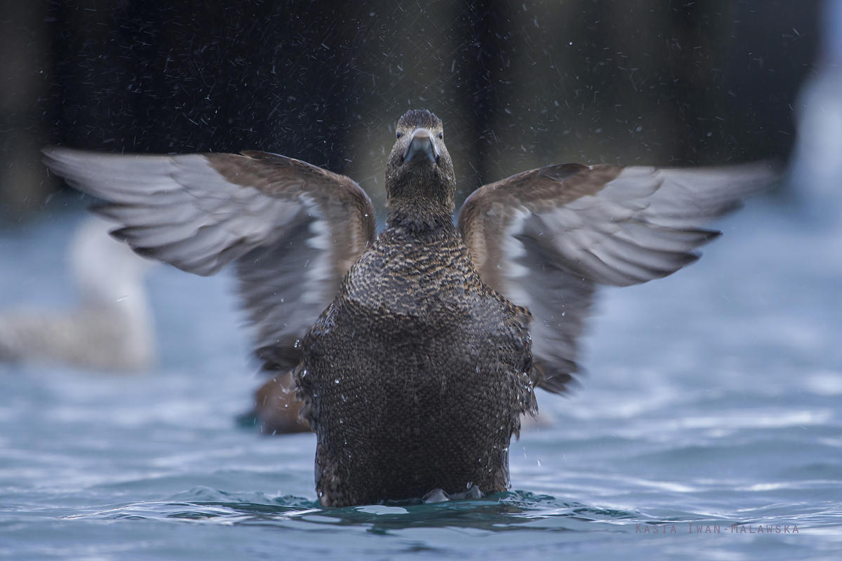 Common, Eider, Somateria, mollissima, Varanger, winter