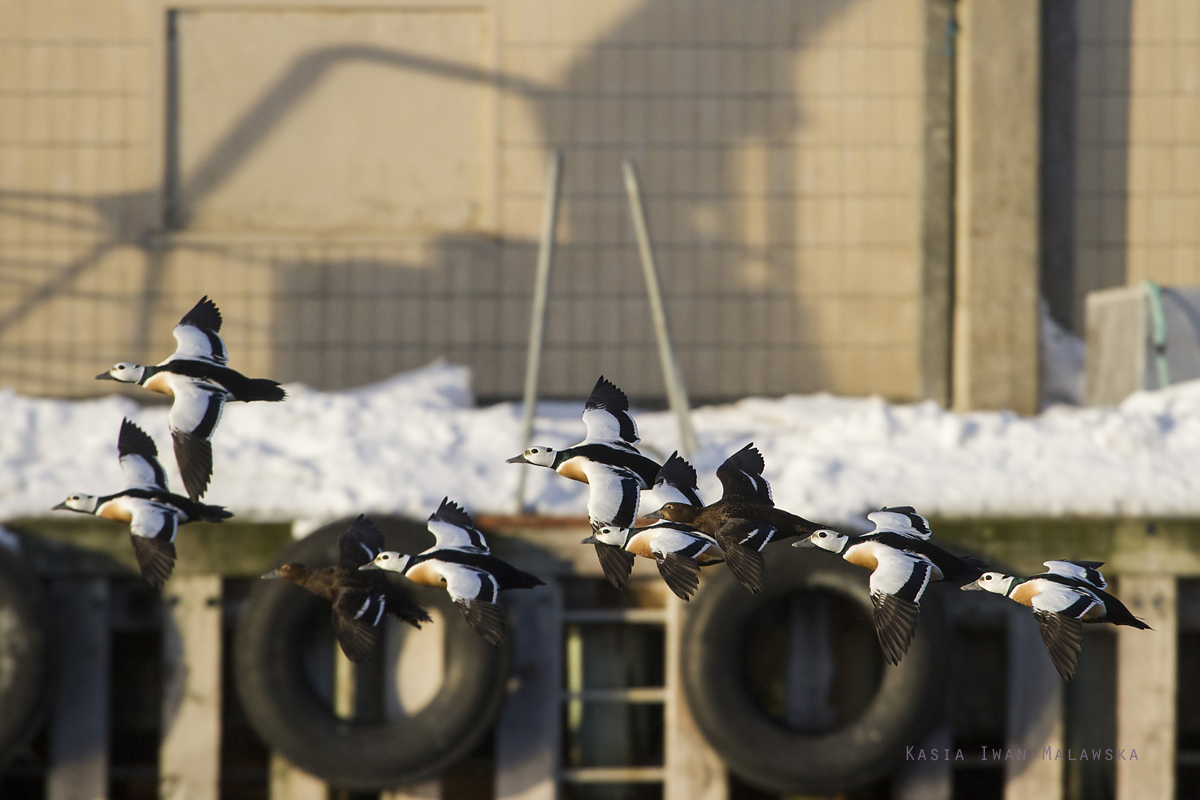 Steller's, Eider, Polysticta, stelleri, Varanger, winter