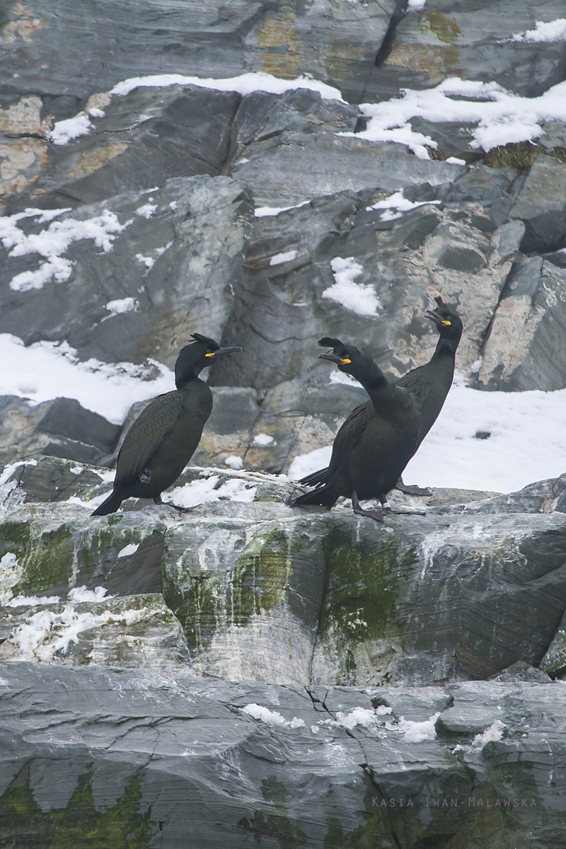 European, Phalacrocorax, aristotelis, Common, Shag, Varanger, winter