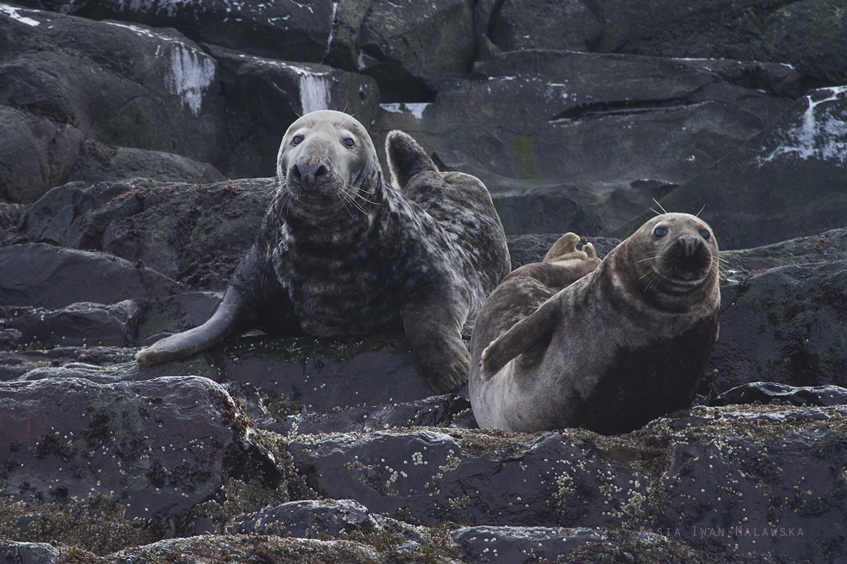 Grey, Seal, Halichoerus, grypus, Varanger, winter