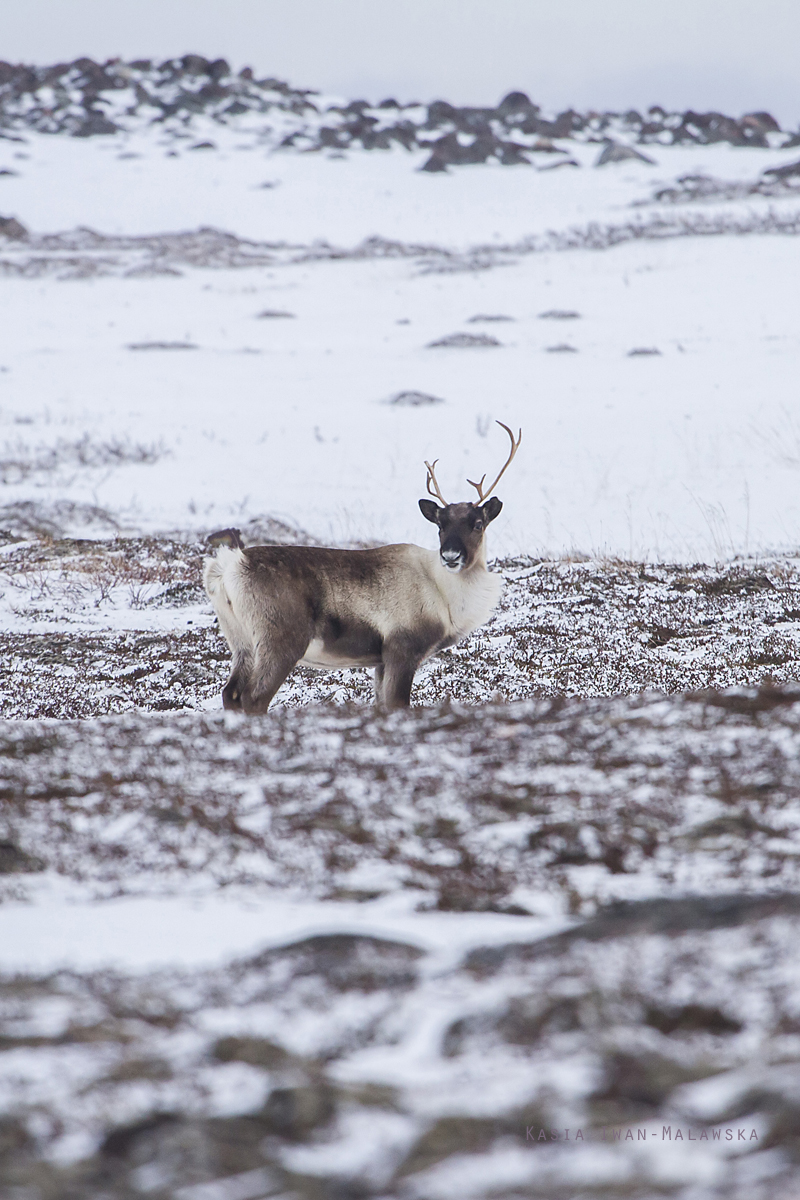 Renifer, Rangifer, tarandus, ren, caribou, Varanger, zima, ssaki