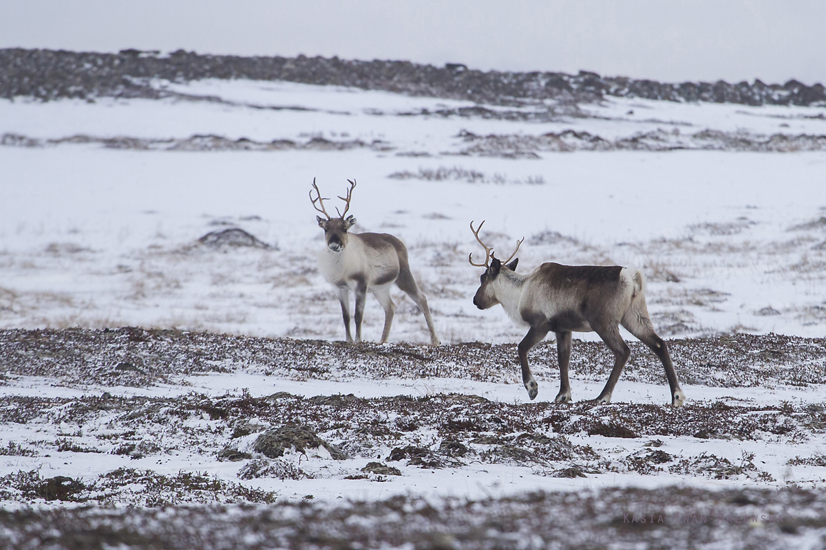 Renifer, Rangifer, tarandus, ren, caribou, Varanger, zima, ssaki