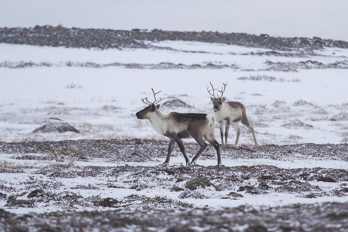 Reindeer, Rangifer, tarandus, ren, caribou, Varanger, winter