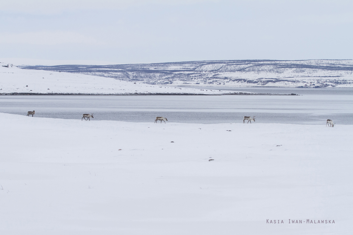 Renifer, Rangifer, tarandus, ren, caribou, Varanger, zima, ssaki