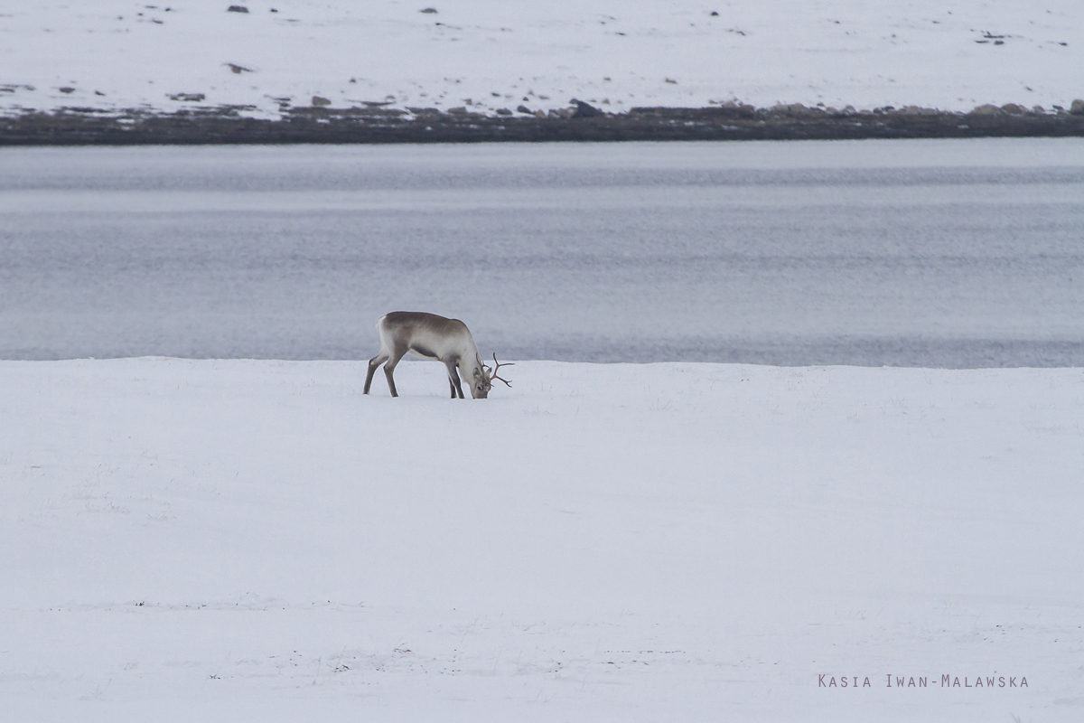 Renifer, Rangifer, tarandus, ren, caribou, Varanger, zima, ssaki