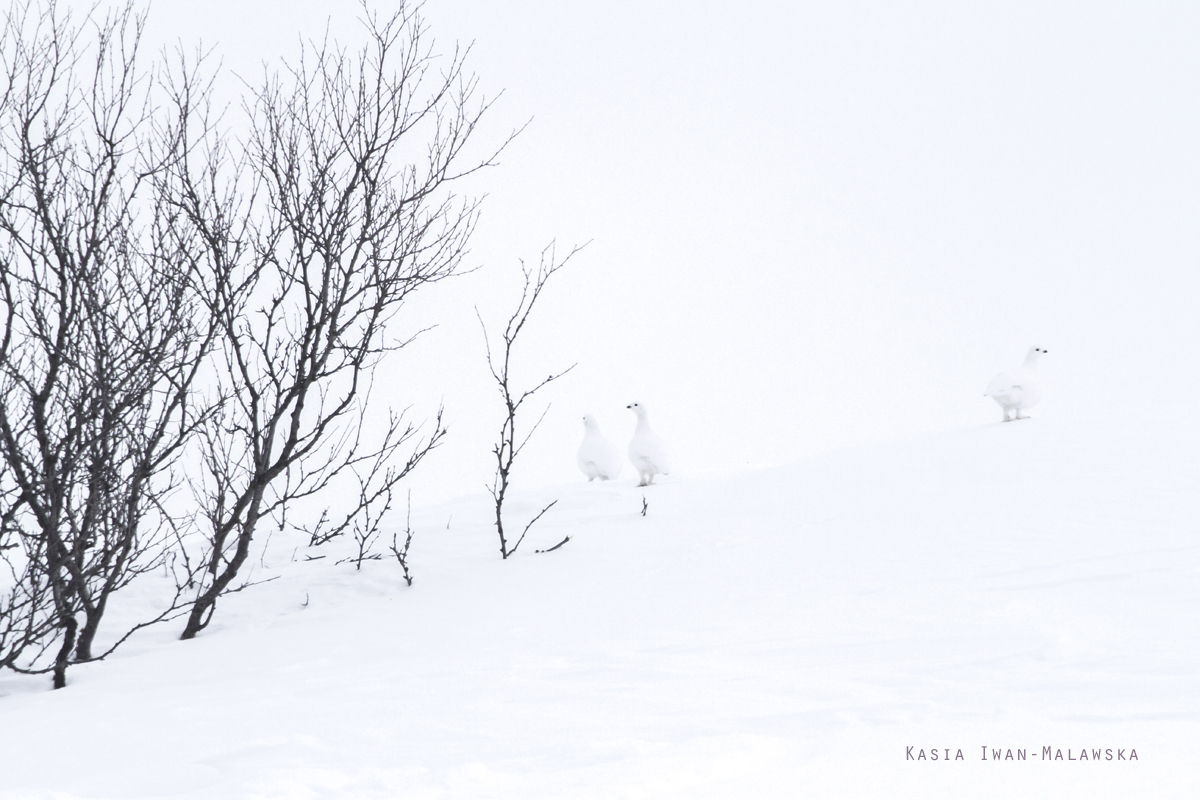 Willow, Ptarmigan, Lagopus, lagopus, Varanger, winter