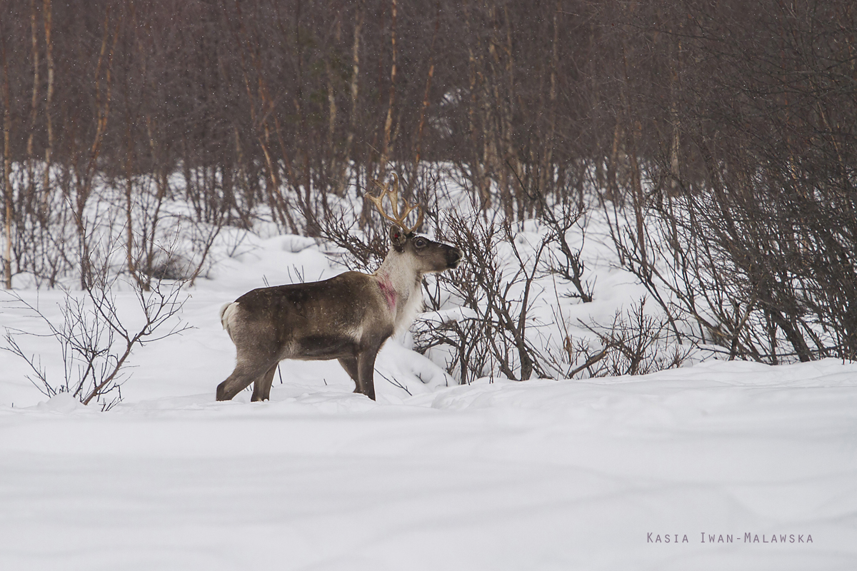 Renifer, Rangifer, tarandus, ren, caribou, Varanger, zima, ssaki