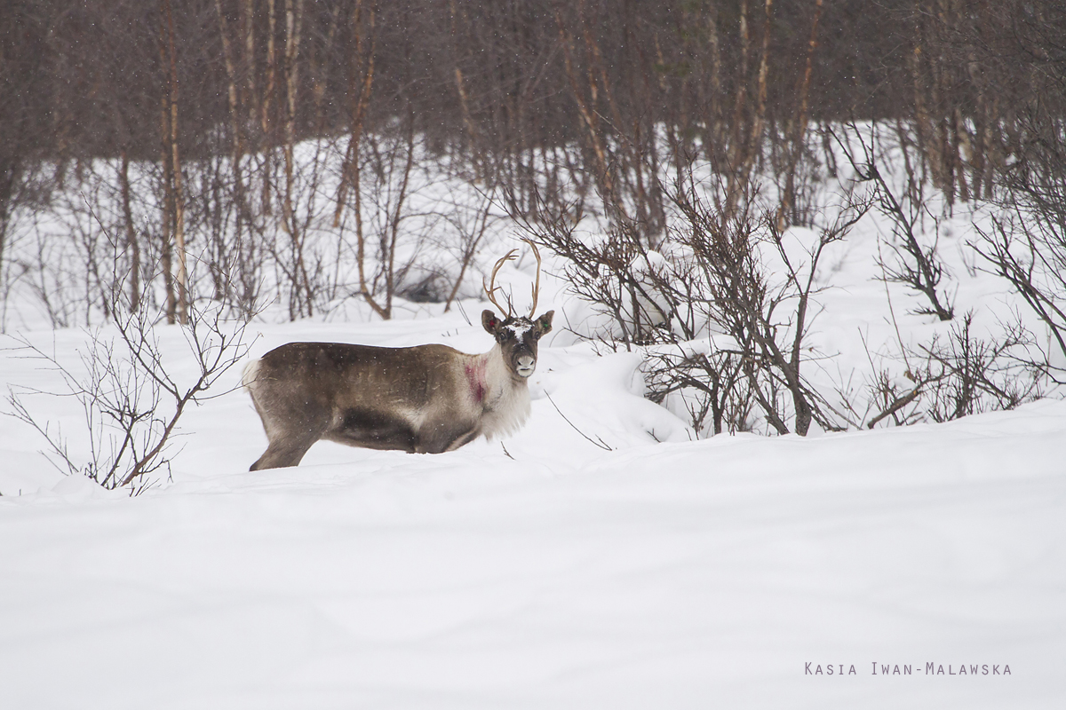 Renifer, Rangifer, tarandus, ren, caribou, Varanger, zima, ssaki