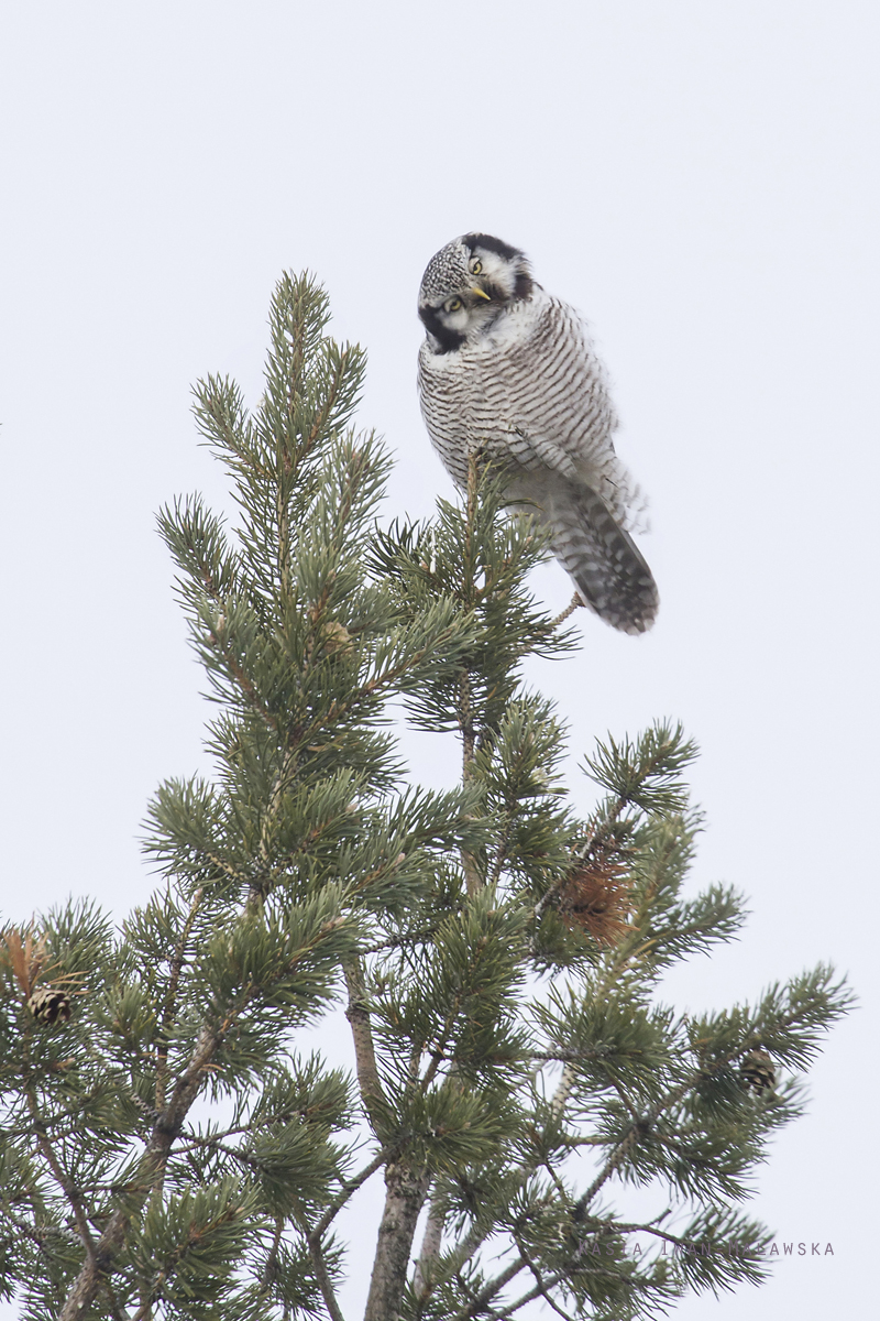 Northern, Hawk, Owl, Surnia, ulula, Varanger, winter