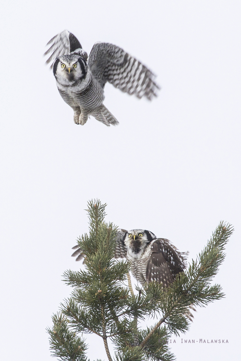 Northern, Hawk, Owl, Surnia, ulula, Varanger, winter