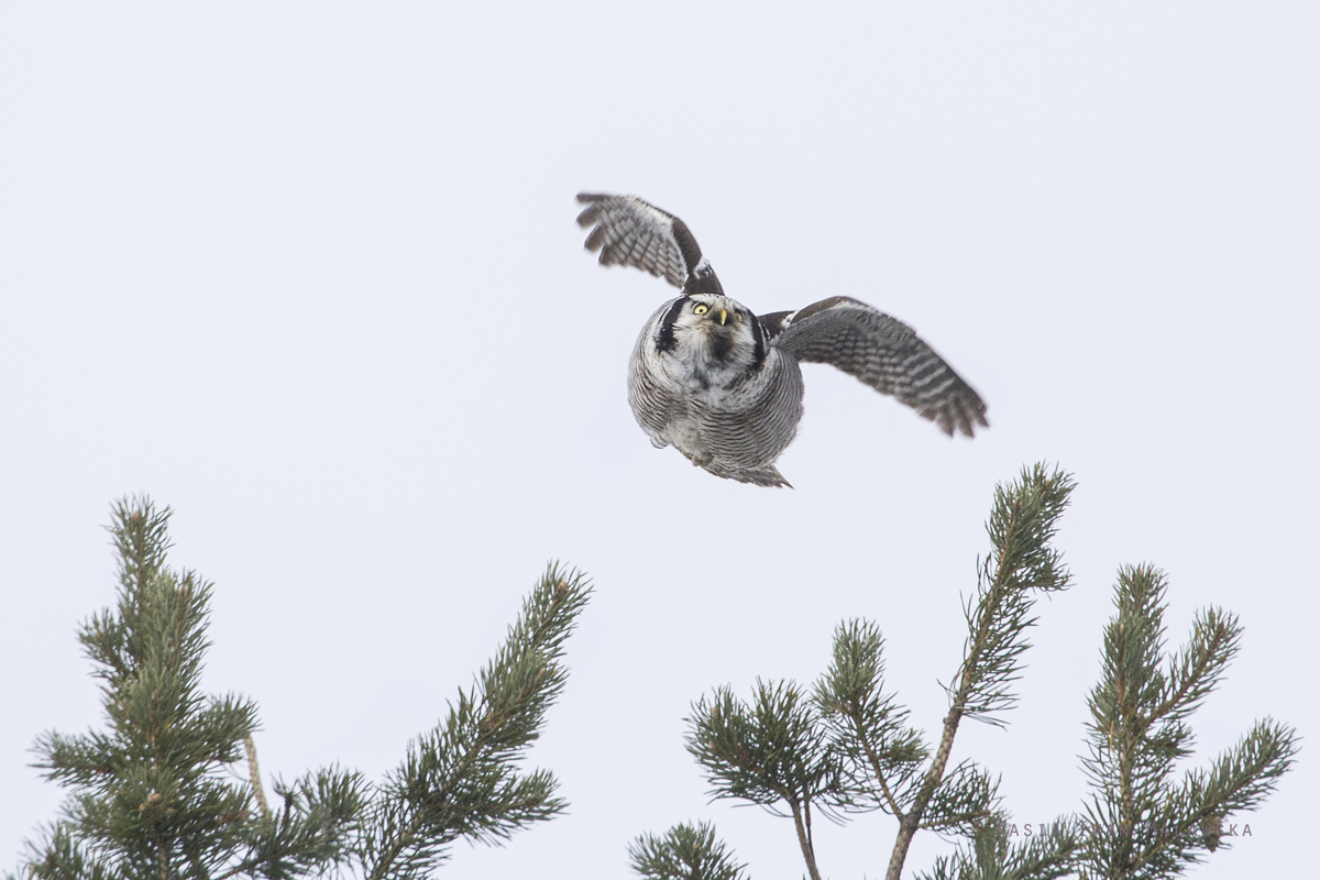 Northern, Hawk, Owl, Surnia, ulula, Varanger, winter