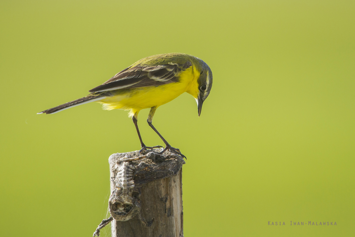 Yellow, Wagtail, Motacilla, flava