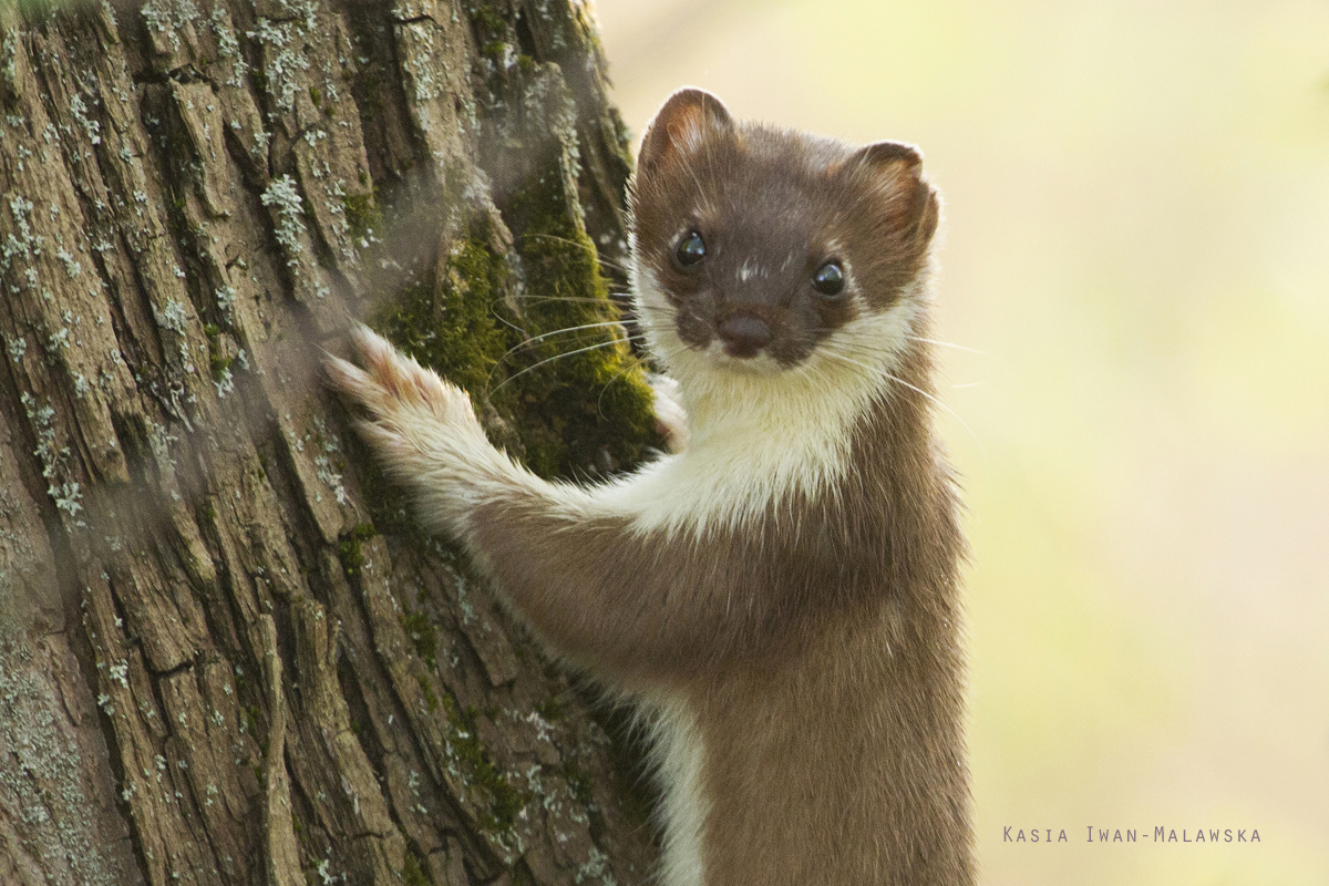 Stoat, Mustela, erminea, Short-tailed, Weasel