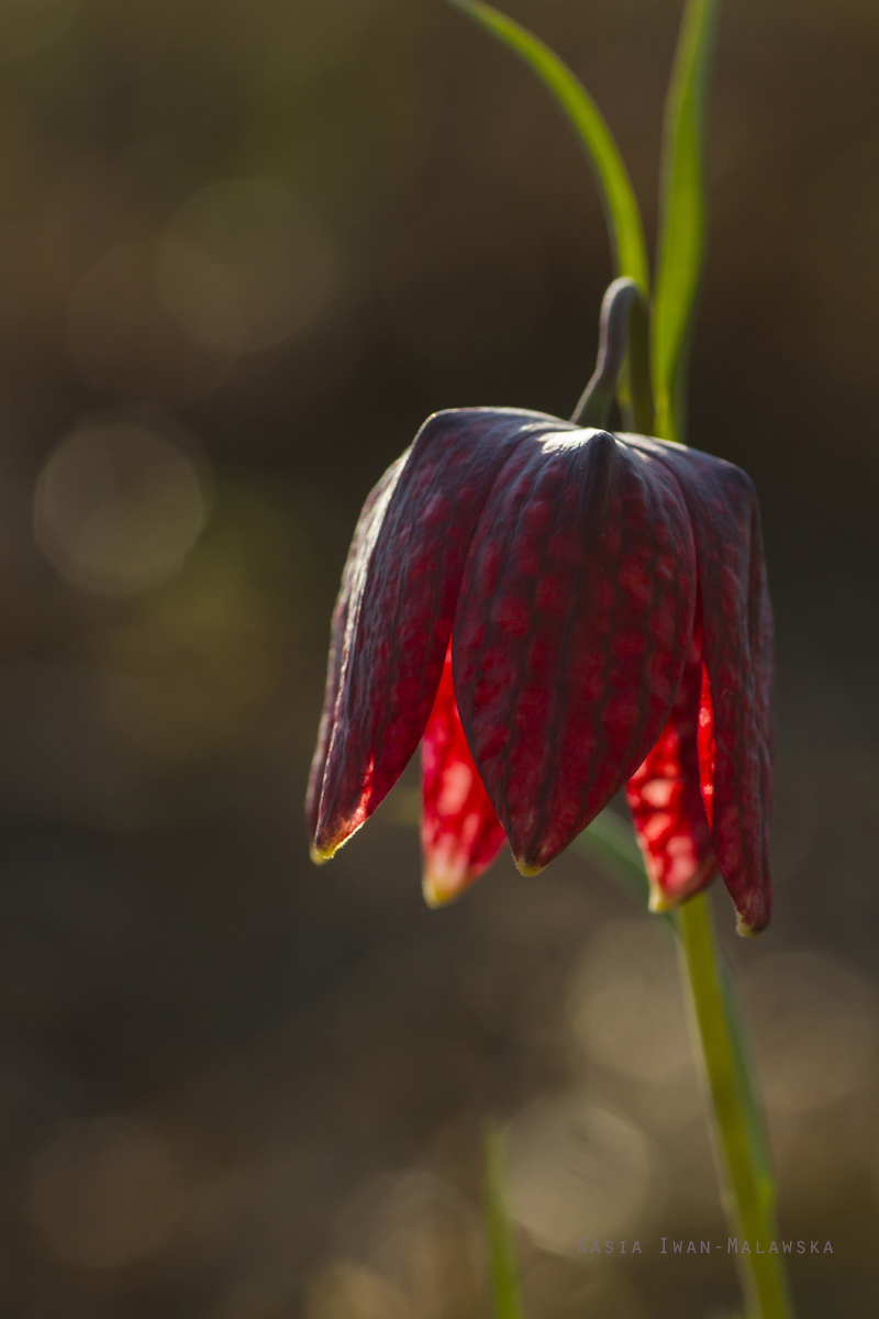 Szachownica, kostkowata, Fritillaria, meleagris