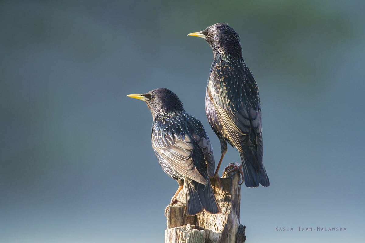 Szpak, Sturnus, vulgaris, ptaki