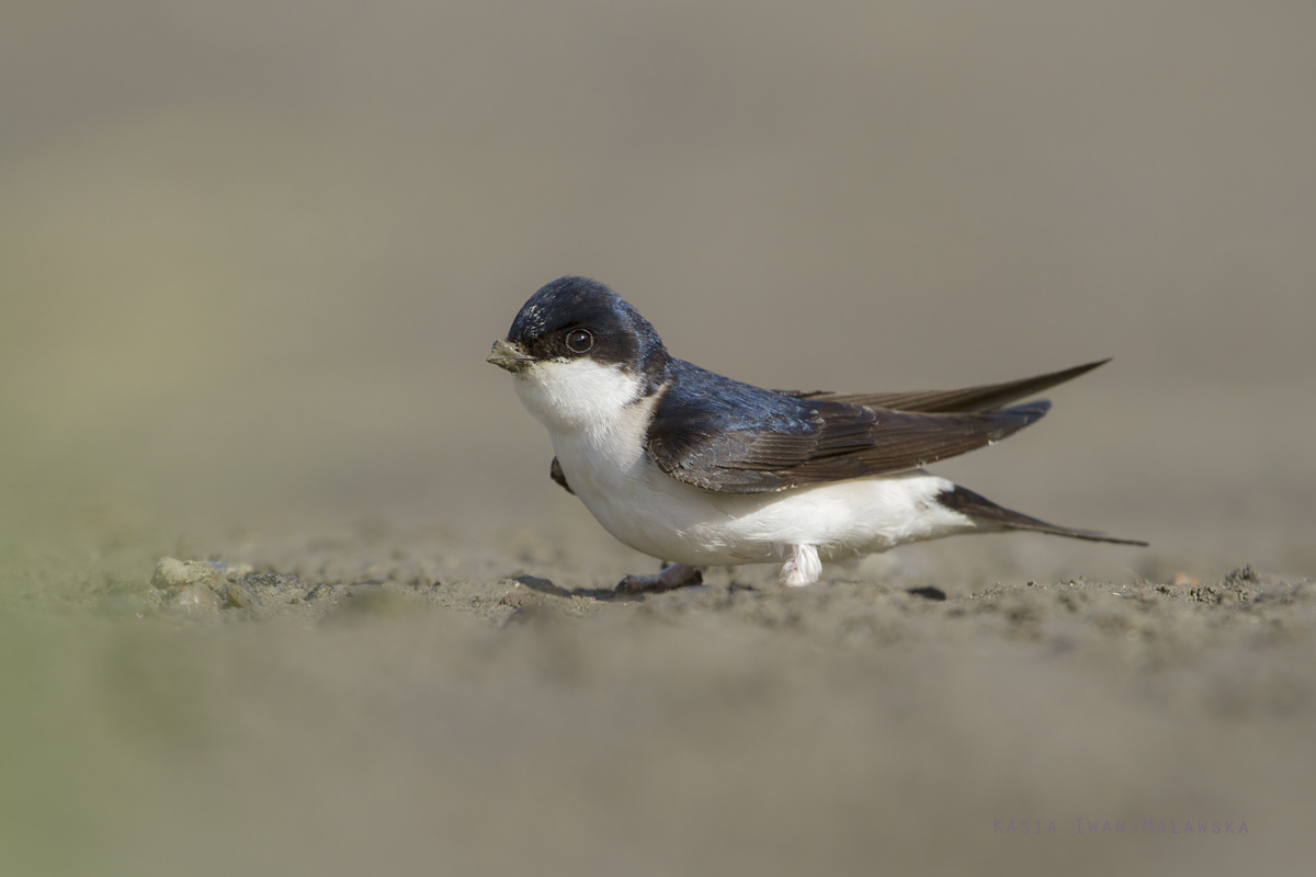 Common, House, Martin, Delichon, urbica, Heligoland