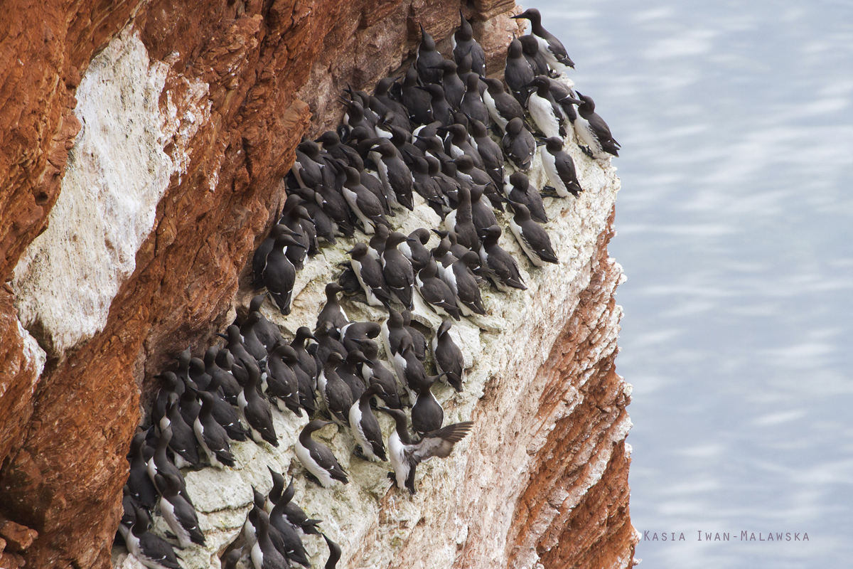 Common, Murre, Uria, aalge, Heligoland