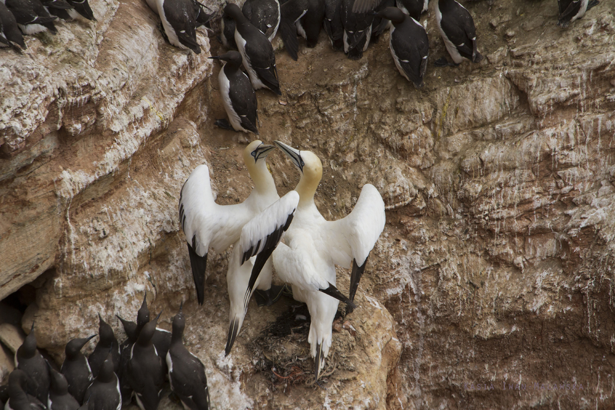 Guptak, Morus, bassanus, Helgoland, ptaki