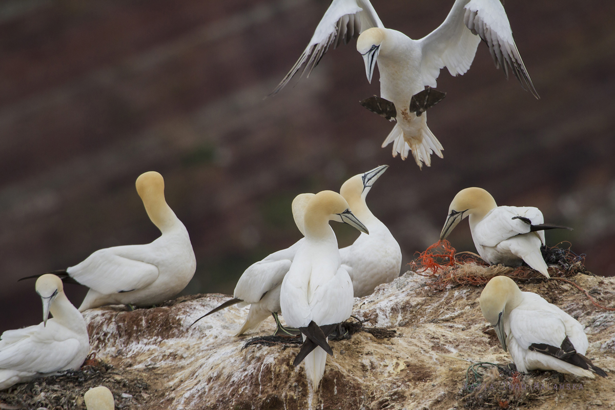 Northern, Gannet, Morus, bassanus, Heligoland