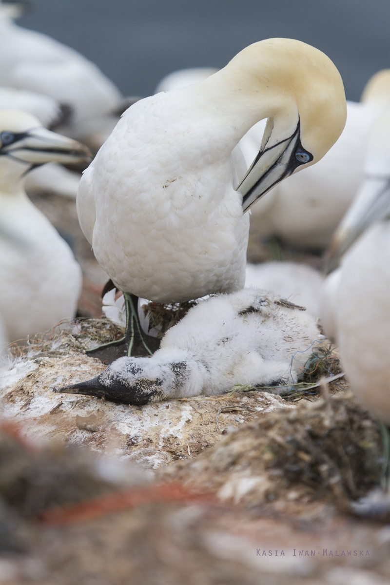 Guptak, Morus, bassanus, Helgoland, ptaki