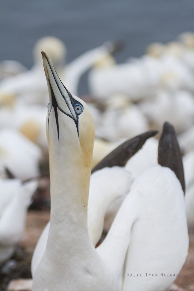 Northern, Gannet, Morus, bassanus, Heligoland