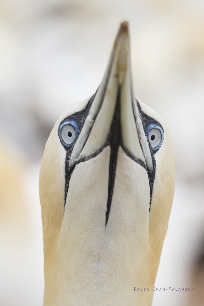 Guptak, Morus, bassanus, Helgoland, ptaki