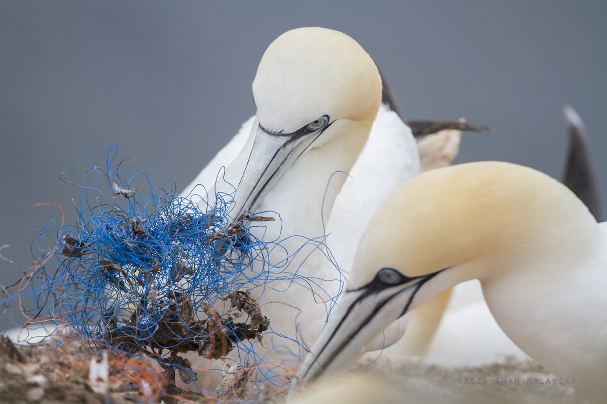 Northern, Gannet, Morus, bassanus, Heligoland