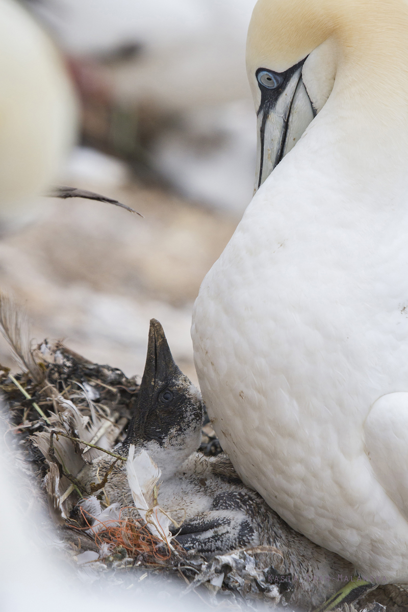 Guptak, Morus, bassanus, Helgoland, ptaki