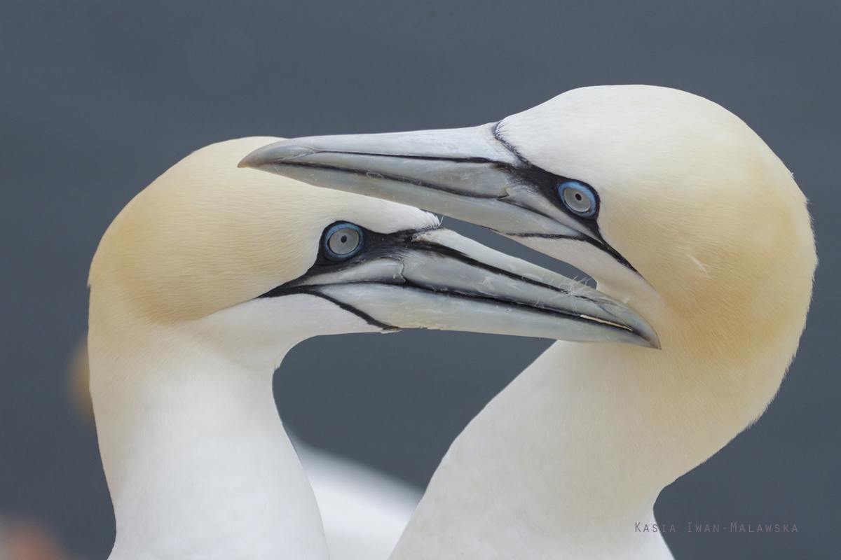 Guptak, Morus, bassanus, Helgoland, ptaki