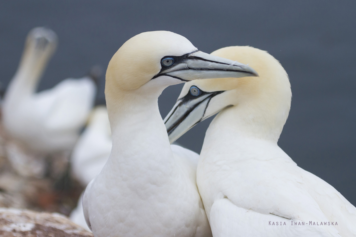 Northern, Gannet, Morus, bassanus, Heligoland