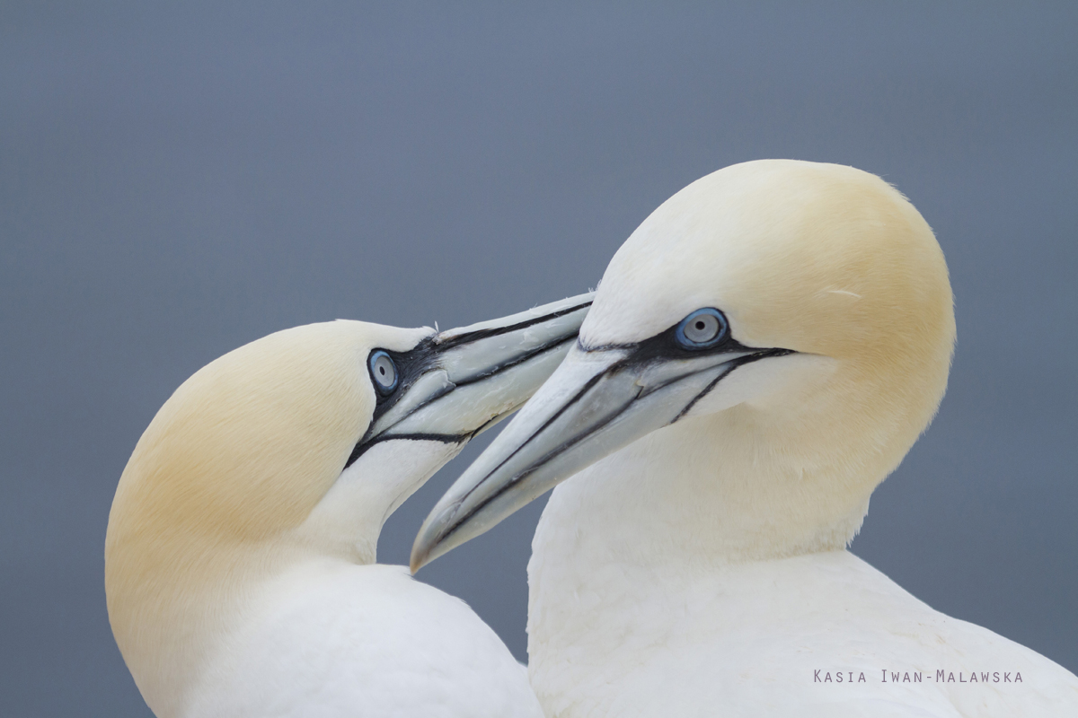 Guptak, Morus, bassanus, Helgoland, ptaki