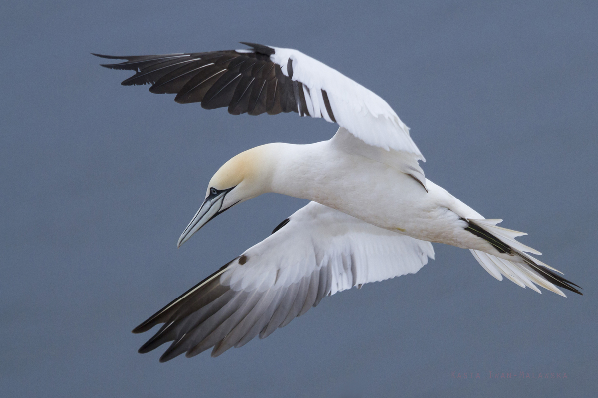 Guptak, Morus, bassanus, Helgoland, ptaki