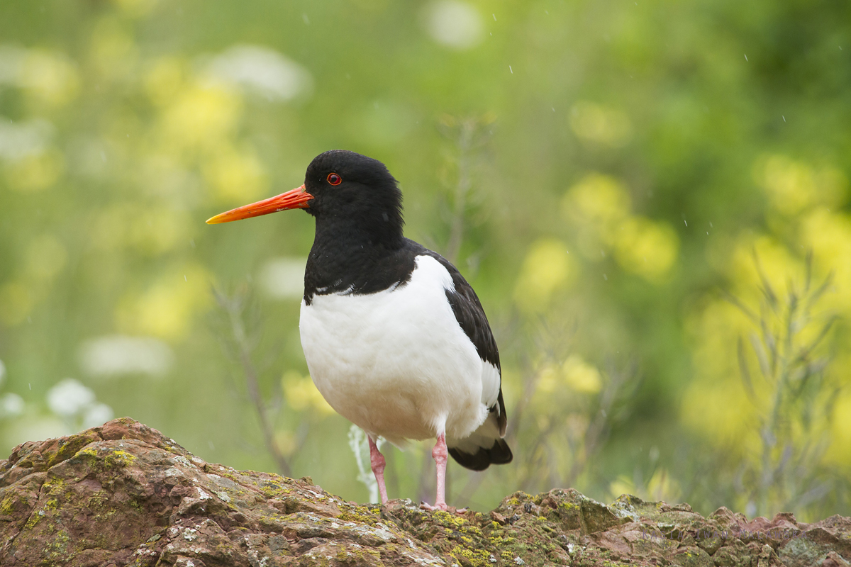 Eurasian, Oystercatcher, Haematopus, ostralegus, Heligoland