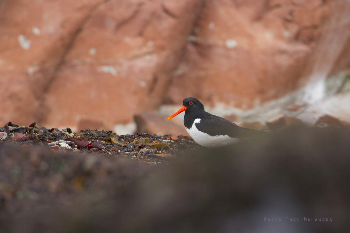 Ostrygojad, Haematopus, ostralegus, Helgoland, ptaki