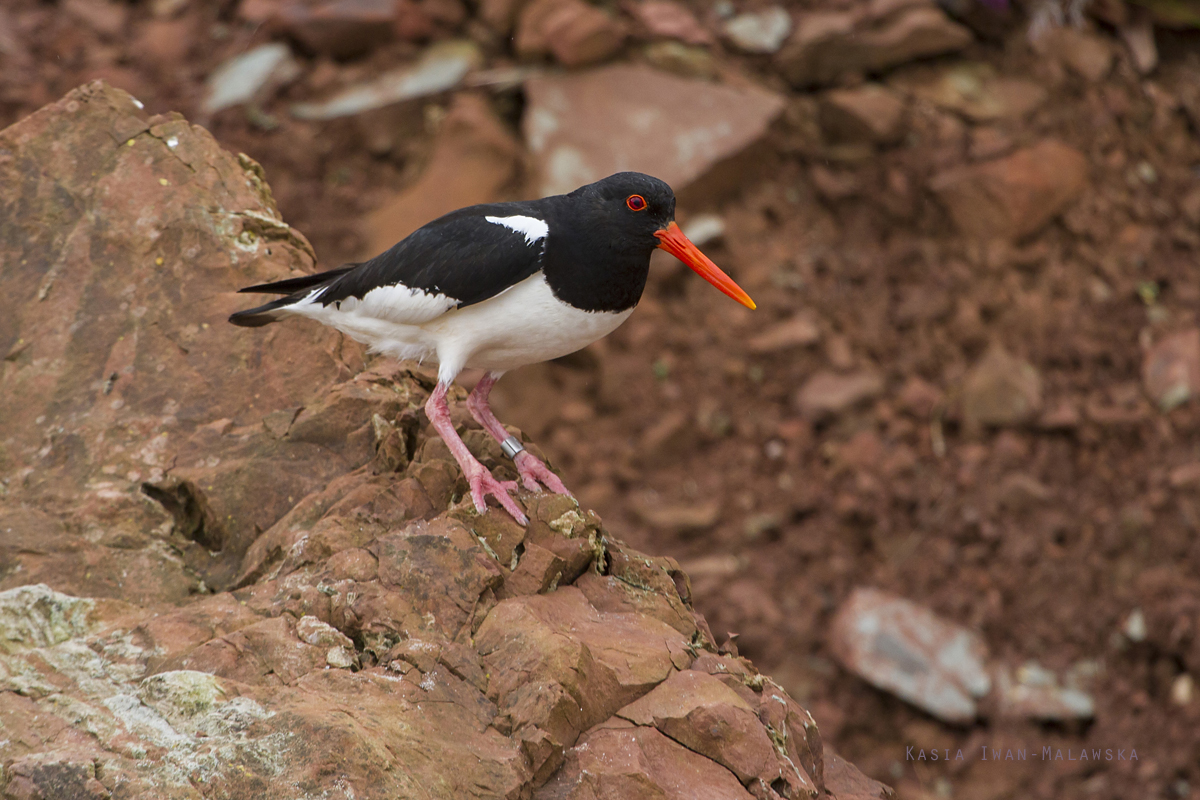 Ostrygojad, Haematopus, ostralegus, Helgoland, ptaki