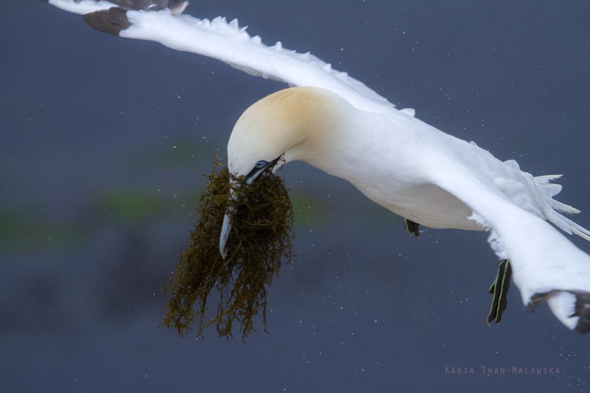 Northern, Gannet, Morus, bassanus, Heligoland